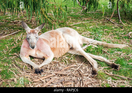 Australische Känguru schlafen auf dem Gras unter Eukalyptusbaum an einem Tag Stockfoto