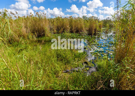 Sumpf Landschaft mit Alligatoren in der Sonne bei Anhinga Trail, Everglades National Park, Florida Stockfoto