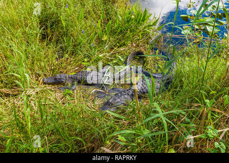 Sumpf Landschaft mit Alligatoren in der Sonne bei Anhinga Trail, Everglades National Park, Florida Stockfoto