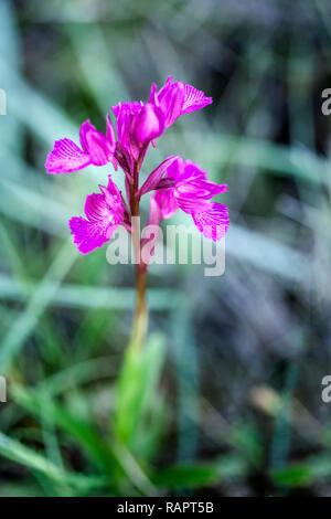 Wild purple orchid in einem Feld der grünen Blätter als Hintergrund Stockfoto