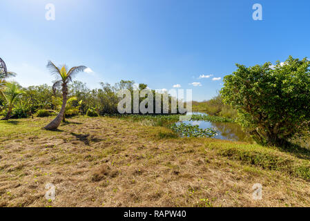 Wunderschöne Landschaft Sumpf mit blauem Himmel und einem Palm der Feuchtgebiete in den Everglades National Park Stockfoto