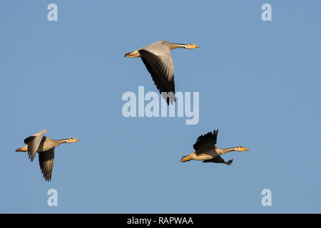 Bar - vorangegangen Gänse (Anser indicus) im Flug auf Thol Vogelschutzgebiet, Gujarat, Indien. Stockfoto