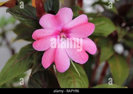 Flor SunPatiens para Jardins Stockfoto