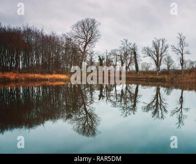 Baum Reflexionen in See am Winter. Dänemark. Stockfoto