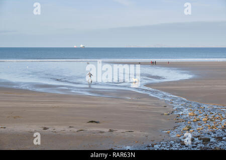 Menschen spielen mit Hunden bei Ebbe auf broadhaven Strand im Winter. Stockfoto