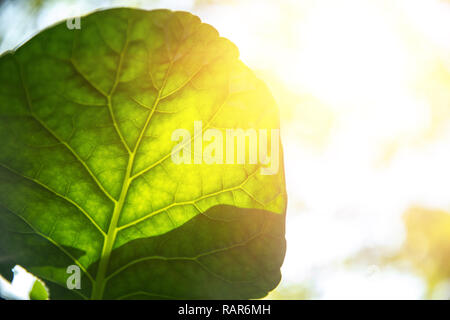 Closeup grünes Blatt mit Sonnenlicht für Bio Science von Chlorophyll und Prozess der Photosynthese in der Natur. Stockfoto