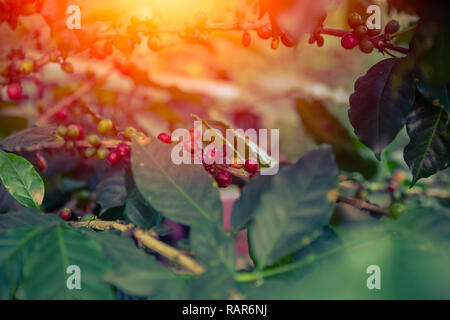 Arabica Kaffee Baum pflanze Frische Bohne im Norden von Thailand. Stockfoto