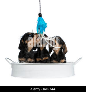 Drei schwarz mit braun adorable wirehair mini Dackel Hund Welpen, sitzen zusammen in einem weißen Metallfach aus. Mit der Suche und Beißen in/spielen mit einem Stockfoto