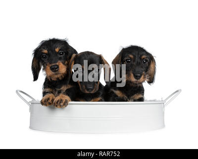 Drei schwarz mit braun adorable wirehair mini Dackel Hund Welpen, sitzen zusammen in einem weißen Metallfach aus. Freche direkt auf die Kamera mit s Stockfoto