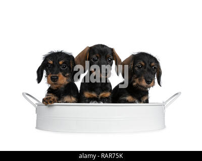 Drei schwarz mit braun adorable wirehair mini Dackel Hund Welpen, sitzen zusammen in einem weißen Metallauflagefach Suchen naughty Geradeaus mit glänzenden Stockfoto