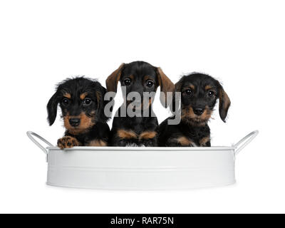 Drei schwarz mit braun adorable wirehair mini Dackel Hund Welpen, sitzen zusammen in einem weißen Metallauflagefach Suchen naughty gerade in Lens mit Shi Stockfoto