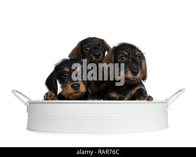 Drei schwarz mit braun adorable wirehair mini Dackel Hund Welpen, sitzen zusammen in einem weißen Metallfach aus. Freche neben Kamera mit glänzenden Suchen Stockfoto