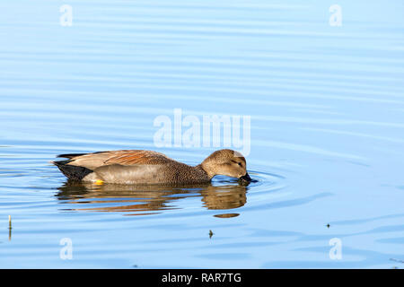 Weibliche Schnatterente ente Essen in seichten Sumpf Wasser. Die schnatterente ist eine häufige und weit verbreitete Dabbling Duck in der Familie Entenvögel Stockfoto