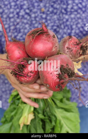 Frau, die im Sommer in einem Küchengarten rote Bete - Beta vulgaris 'Chioggia' - erntet. VEREINIGTES KÖNIGREICH Stockfoto