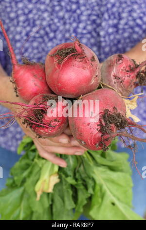 Frau, die im Sommer in einem Küchengarten rote Bete - Beta vulgaris 'Chioggia' - erntet. VEREINIGTES KÖNIGREICH Stockfoto