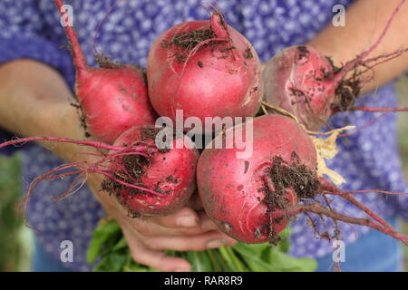 Frau, die im Sommer in einem Küchengarten rote Bete - Beta vulgaris 'Chioggia' - erntet. VEREINIGTES KÖNIGREICH Stockfoto