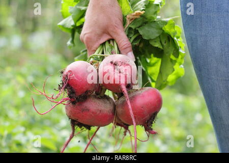 Beta vulgaris 'Chioggia'. Frau, die im Sommer in einem Gemüsegarten hausgemachte Rote Bete erntet Stockfoto