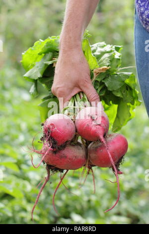 Frau, die im Sommer in einem Küchengarten Rote Bete - Beta vulgaris - erntet. VEREINIGTES KÖNIGREICH Stockfoto