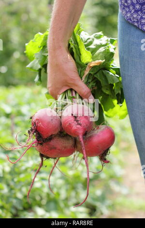 Frau, die im Sommer in einem Küchengarten Rote Bete - Beta vulgaris - erntet. VEREINIGTES KÖNIGREICH Stockfoto