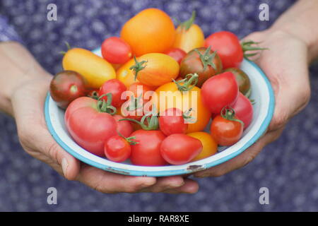 Solanum Lycopersicum. Frau präsentiert nur heirloom Tomaten auf einem Teller abgeholt. Bild gehören Darby gestreift, Chadwick Kirsche, rote Birne & Tibet apple Stockfoto