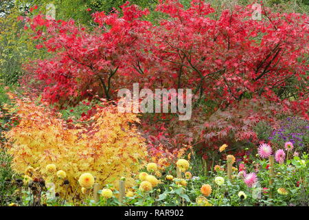 Bunter Herbst Laub von acern im Englischen Garten. Bild: rot Acer palmatum 'Matsukaze", "gelben Acer palmatum ango Kaku' mit dahlie Blumen Stockfoto