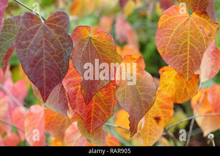 Cercis canadensis. Blätter im Herbst von cercis Canadensis Forest Pansy, auch als amerikanische Redbud, Oktober, Großbritannien Stockfoto