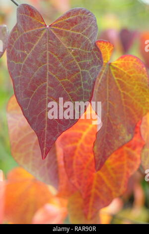 Cercis canadensis. Blätter im Herbst von cercis Canadensis Forest Pansy, auch als amerikanische Redbud, Oktober, Großbritannien Stockfoto