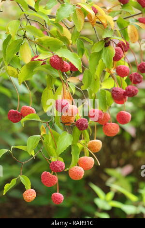 Cornus 'Norman Hadden'. Herbst Früchte der blühende Hartriegel Baum' Norman Hadden", Oktober, Großbritannien Stockfoto