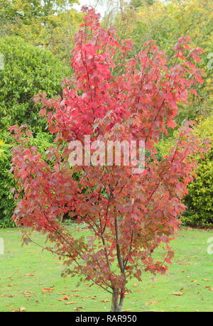 Acer rubrum 'Brandywine'. Herbst Farben Rot Ahorn 'Brandywine', Oktober, Großbritannien Stockfoto