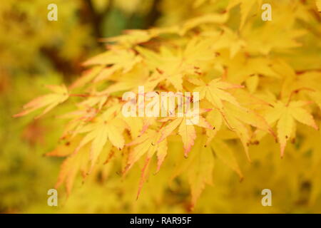 Acer palmatum Sango Kaku. Bunter Herbst Laub von Acer palmatum Sango Kaku, auch genannt Coral Rinde Ahorn. Japanischer Ahorn Baum im Oktober, Großbritannien Stockfoto