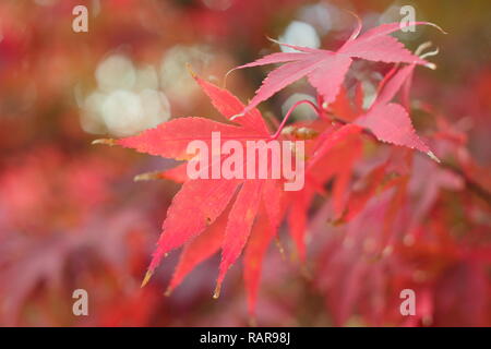 Acer palmatum 'Osakazuki'. Bunter Herbst Laub Japanischer Ahorn 'Osakazuki' in einem Englischen Garten, Großbritannien Stockfoto