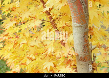 Acer palmatum Sango Kaku. Bunter Herbst Laub von Acer palmatum Sango Kaku, auch genannt Coral Rinde Ahorn. Japanischer Ahorn Baum im Oktober, Großbritannien Stockfoto