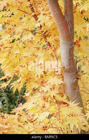 Acer palmatum Sango Kaku. Bunter Herbst Laub von Acer palmatum Sango Kaku, auch genannt Coral Rinde Ahorn. Japanischer Ahorn Baum im Oktober, Großbritannien Stockfoto
