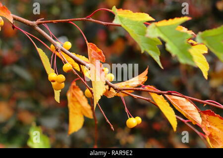 Malus transitoria. Goldener Herbst Früchte von Malus transitoria, auch als Cut-Blatt crabapple, Oktober, Großbritannien Stockfoto