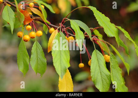 Malus transitoria. Goldener Herbst Früchte von Malus transitoria, auch als Cut-Blatt crabapple, Oktober, Großbritannien Stockfoto