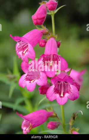 Penstemon 'Pensham nur Jayne' Blüte im Herbst Garten, Oktober, Großbritannien Stockfoto