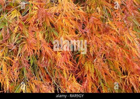 Acer palmatum Dissectum Atropurpureum. Japanischer Ahorn 'Dissectum Atropurpureum" Anzeigen von lebhaften Farben des Herbstes, Großbritannien Stockfoto