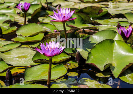 Blumen lila Lotus Stockfoto