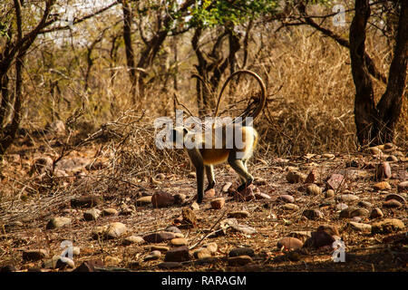 Langur (jugendsportlern) Der goldene Farbe im Nationalpark in der Nähe von Khajuraho, Indien Stockfoto