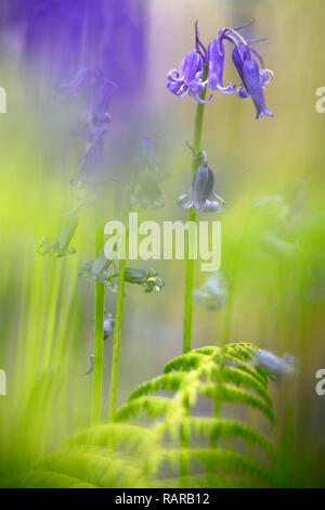 Violet Blue Bells, Bluebell wilde Blume Makro. Schöne lebendige und verträumt Wildblumen in Soft Focus. Stockfoto