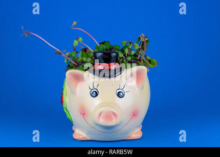 Glücksbringer Schwein mit Four Leaf Clover Stockfoto