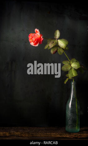 Rote Rose in alte Flasche noch leben. Charlottesville, Virginia, USA. Stockfoto
