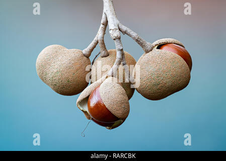 Obst kapseln Rote Roßkastanie (Aesculus Pavia) offen teilen und enthüllt die Samen im Inneren. Charlottesville, Virginia, USA. Stockfoto