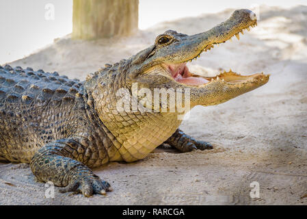 Nahaufnahme, Porträt einer amerikanischen Alligator Aufwartung mit seinen Mund weit geöffnet und zeigt seinen mächtigen Kiefer und scharfe Zähne, gefüttert zu werden. Everglades, Florida Stockfoto
