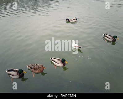 Eine einsame Möwe in der Mitte einer Gruppe von wilden Enten schwimmen auf dem See. Stockente auf dem Herbst See. Stockfoto