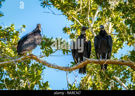 Drei Truthahngeier thront auf einem Ast. Der Everglades National Park, Florida Stockfoto