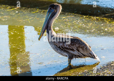 Nahaufnahme, Porträt einer amerikanischen Pelican auf einem Dock in Flamingo Center Marina, Everglades National Park, Florida. Stockfoto