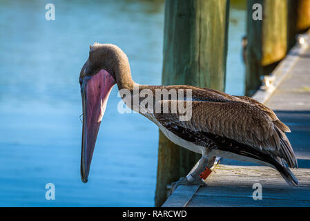 Nahaufnahme, Porträt einer amerikanischen Pelican auf einem Dock in Flamingo Center Marina, Everglades National Park, Florida. Stockfoto