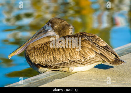 Nahaufnahme, Porträt einer amerikanischen Pelican auf einem Dock in Flamingo Center Marina, Everglades National Park, Florida. Stockfoto