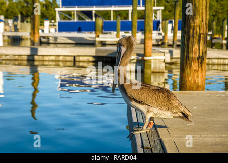 Nahaufnahme, Porträt einer amerikanischen Pelican auf einem Dock in Flamingo Center Marina, Everglades National Park, Florida. Stockfoto